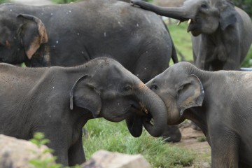 Sri Lanka va interdire l'importantion de produits plastiques pour protéger les éléphants